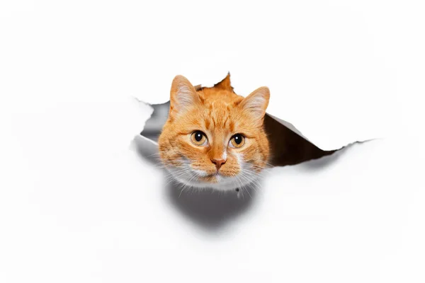 Nahaufnahme Porträt Einer Roten Katze Durch Ein Weißes Zerrissenes Papierloch — Stockfoto