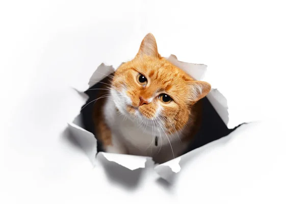 Kırmızı kedinin beyaz yırtık kağıt deliğinden yakın plan portresi..