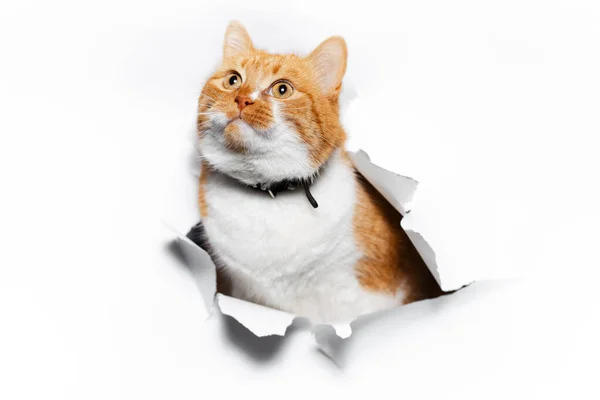 Крупным Планом Портрет Красной Кошки Через Белое Рваное Бумажное Отверстие — стоковое фото