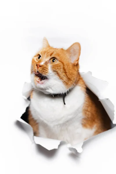 Retrato Cerca Gato Rojo Través Agujero Papel Roto Blanco — Foto de Stock