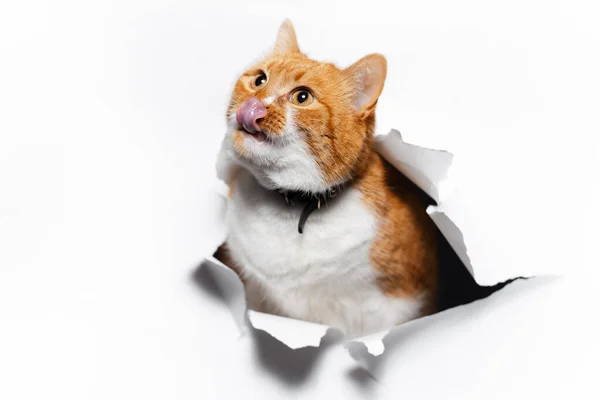 Close Retrato Gato Vermelho Através Papel Rasgado Branco Buraco — Fotografia de Stock