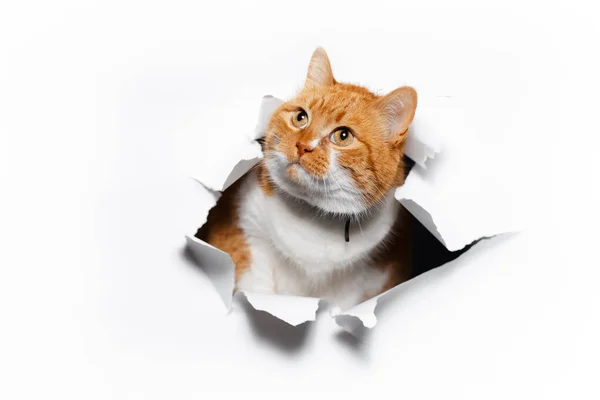 Kırmızı kedinin beyaz yırtık kağıt deliğinden yakın plan portresi..