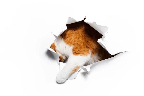 찢어진 구멍을 고양이의 — 스톡 사진