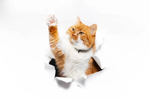 Ritratto Ravvicinato Del Gatto Rosso Attraverso Buco Carta Strappato Bianco — Foto Stock