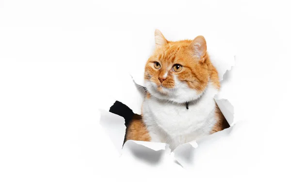 Крупным Планом Портрет Красной Кошки Через Белое Рваное Бумажное Отверстие — стоковое фото