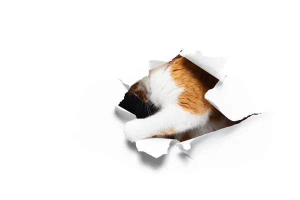 Detail Portrét Červené Kočky Přes Bílou Roztrženou Papírovou Díru — Stock fotografie