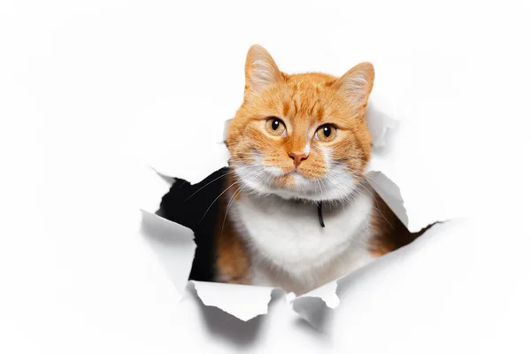 Close-up portrait of red cat through white torn paper hole.