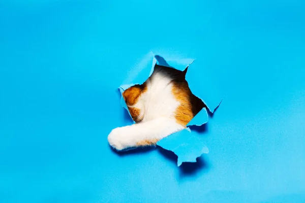 파란찢어진 구멍을 고양이의 — 스톡 사진