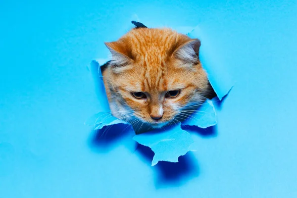 Retrato Cerca Gato Blanco Rojo Través Del Agujero Papel Roto —  Fotos de Stock