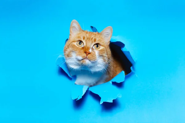 Retrato Cerca Gato Blanco Rojo Través Del Agujero Papel Roto —  Fotos de Stock