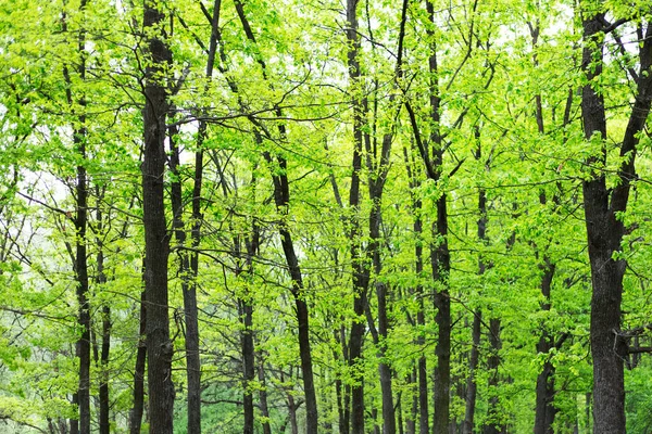 Paisaje Árbol Bosque Verde — Foto de Stock