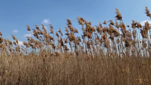 Primo Piano Paesaggio Canne Asciutte Sfondo Cielo Blu — Video Stock