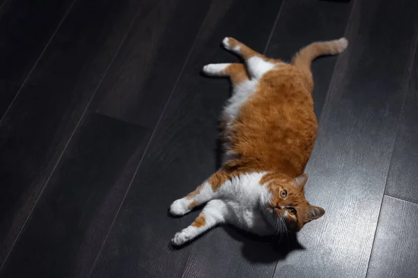 Vue Dessus Chat Blanc Rouge Couché Sur Parquet — Photo