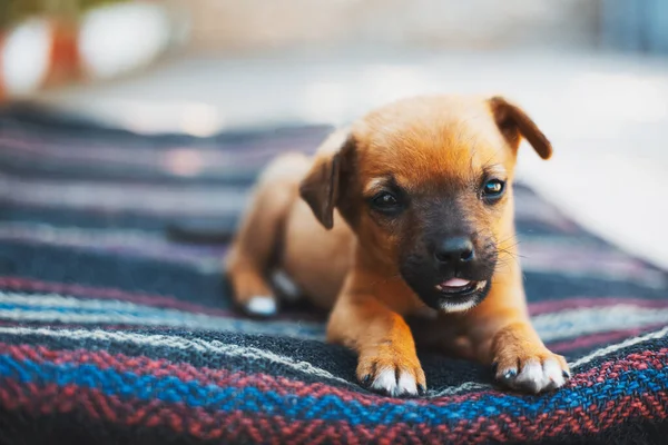 Close Portrait Baby Cheerful Red Dog Lying Outdoors — Stock Photo, Image