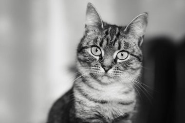 Kameraya bakan kedinin siyah beyaz portresi.