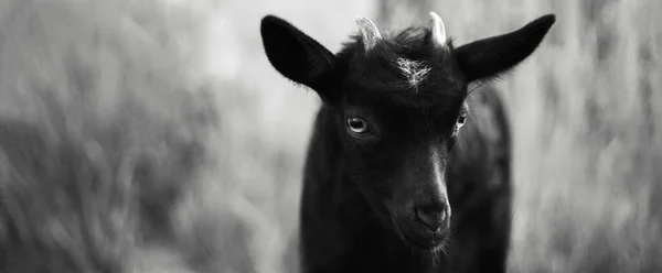 Черно Белый Наружный Портрет Красивой Козы Панорамное Фото Баннера — стоковое фото