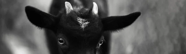 Güzel Keçi Yavrusunun Siyah Beyaz Portresi Panoramik Afiş Fotoğrafı — Stok fotoğraf