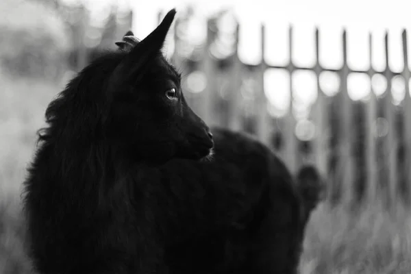Czarno Biały Zewnątrz Portret Pięknej Ciekawej Koziej Kozy — Zdjęcie stockowe