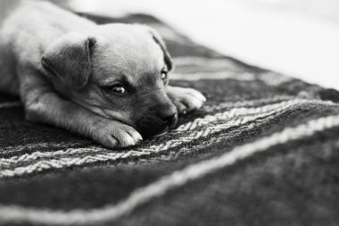 Yerde yatan bebek köpeğin siyah beyaz portresi..