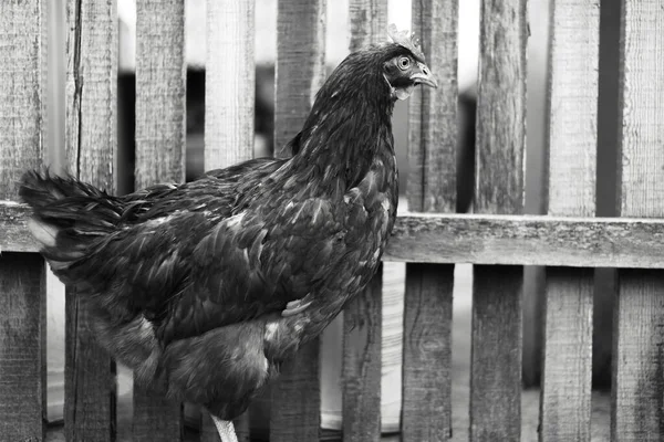 Black and white outdoor portrait of hen near garden.