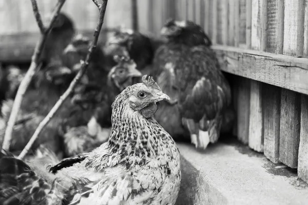 Schwarzweiß Porträt Einer Henne Der Nähe Eines Gartens — Stockfoto