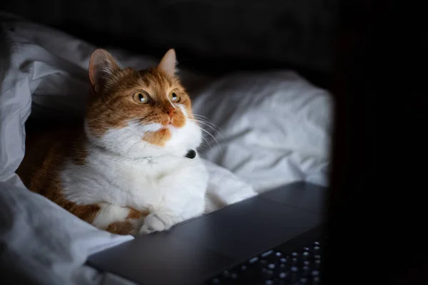 Portrait De Chat Blanc Rouge Couche Sur Le Lit Avec Ordinateur Portable Dans Une Piece Sombre A La Maison Film Nature Stock Photo