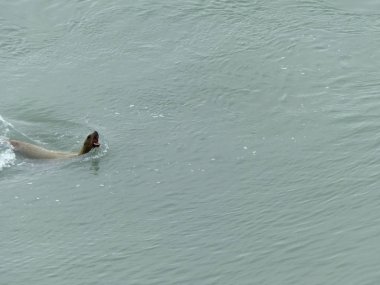 Kızgın mühür toprak kükreme