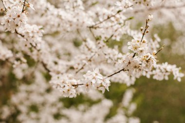 Ağaçtaki bahar çiçeği. Çiçekler. Çiçekler.