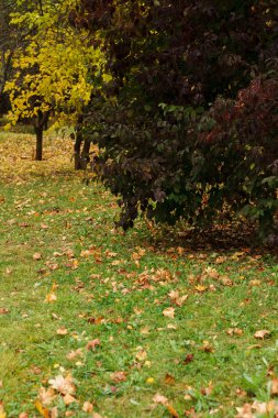 Ormanda düşen sarı yapraklar