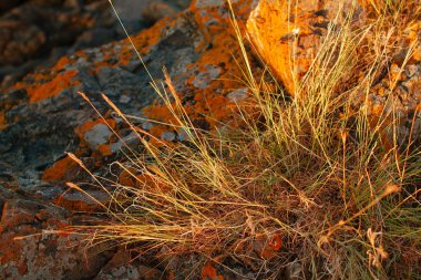 Çim ve gün batımında moss ile dağlarda güzel taşlar