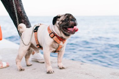 Güzel ve şirin köpek, denizin bir leash üzerinde arka plan üzerinde iskelede küçük bir boyutu
