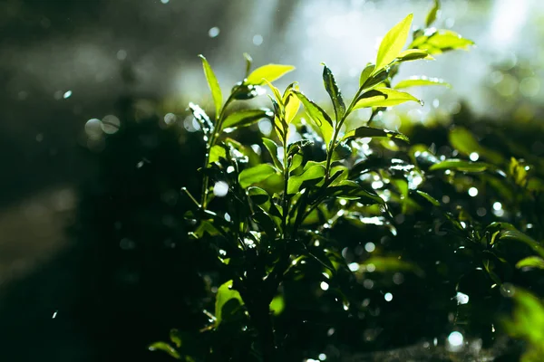 Taze ve yeşil çalılar sulanan Bahçe