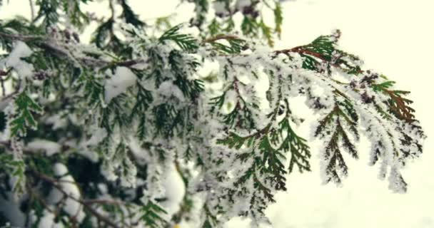 눈덮인 크리스 마스 트리 매크로 — 비디오