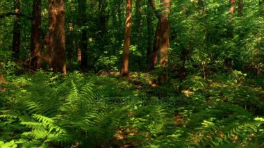 Ağaç, orman, ağaçlar, yeşil yaprakları, yaz, doğa, Bracken, Fern 2