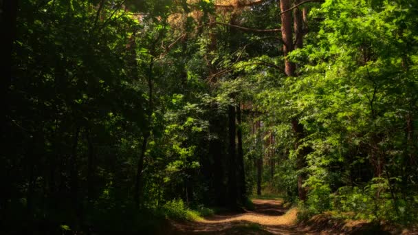 Bosque, Carretera forestal, Árboles, Hojas verdes, Verano, Naturaleza — Vídeos de Stock