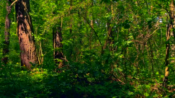 Madeira, Floresta, Árvores, Folhas Verdes, Verão, Natureza, Nightingale — Vídeo de Stock
