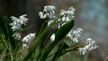 Kardelen, Bluebell, Bahar, çiçekler, yeşil çim