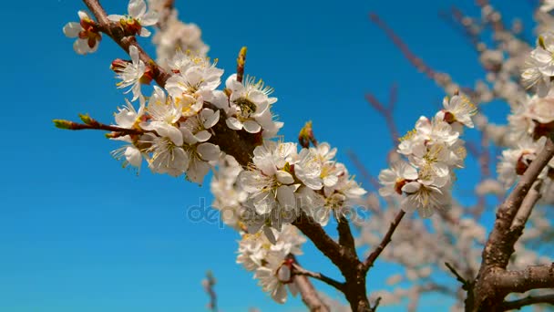 Apricot árvore flor primavera azul claro céu — Vídeo de Stock