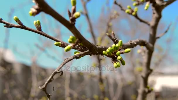 Formigas na árvore ramificação Primavera — Vídeo de Stock