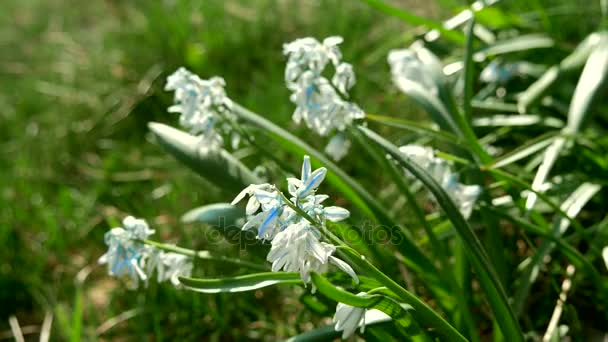 Pszczoła na wiosnę Bluebell Snowdrop kwiat zielona trawa — Wideo stockowe