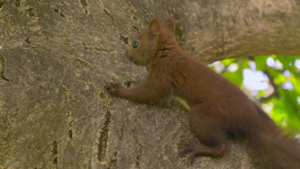 Young Squirrel Climbs On Walnut Tree — Stock Video