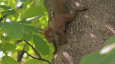 İki genç sincap tırmanma ceviz ağacı