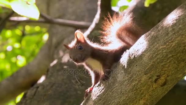 Young Squirrel Climbing On Walnut Tree — Stock Video