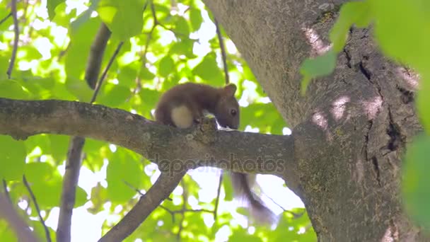 胡桃树上攀爬的年轻松鼠 — 图库视频影像