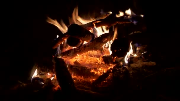 Fuego Con Llamas Ardiendo Troncos Olivo Primer Plano Chimenea — Vídeo