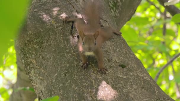 Unga ekorren klättrar på valnöt träd — Stockvideo