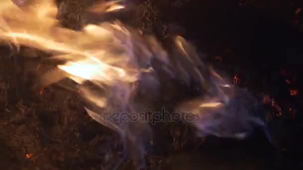 Asche verbrennen. Lagerfeuer — Stockvideo