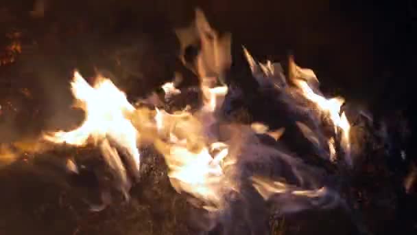 Fuoco. Ceneri in fiamme — Video Stock