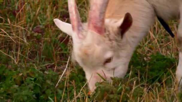 Chůva k pohledání koza je jíst trávu na pastvinách. Podzim — Stock video