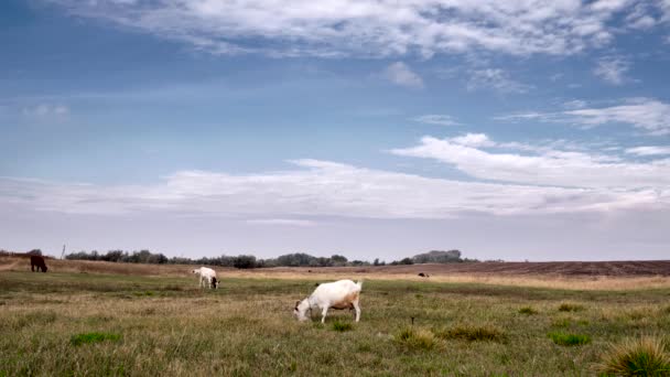 Vacas y Cabra Niñera está pastando en el pasto. Otoño — Vídeos de Stock
